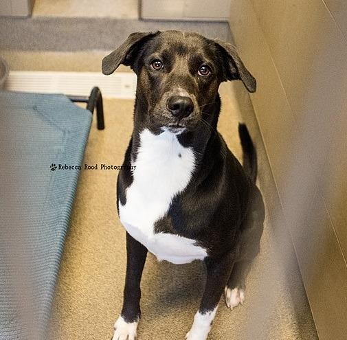 Adopt Alabama a Labrador Retriever / Mixed Breed (Medium) / Mixed dog in Rome