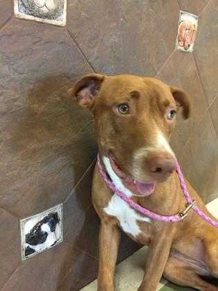 Adopt Allie a Red/Golden/Orange/Chestnut Vizsla / American Pit Bull Terrier /