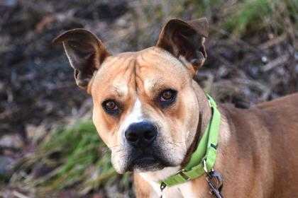 Adopt Chopper a Tan/Yellow/Fawn American Pit Bull Terrier / Mixed dog in