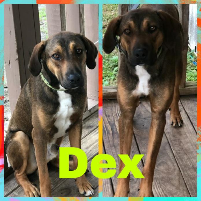 Adopt Dex a Brown/Chocolate - with Black Great Dane / Border Collie / Mixed dog