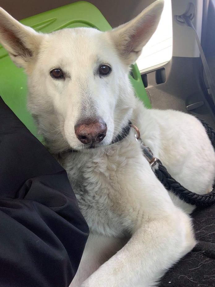 Adopt CARA a White German Shepherd Dog / Mixed dog in Greeneville, TN (24202625)