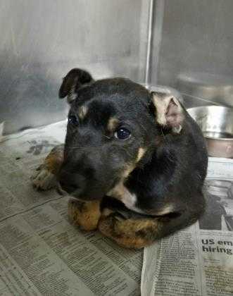 Adopt Austin a Black Mixed Breed (Medium) / Mixed dog in Georgetown