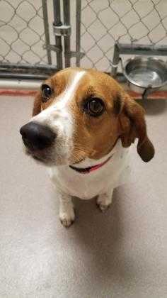 Adopt Shiloh 25627-d a White Beagle / Mixed dog in Ithaca, NY (24690163)