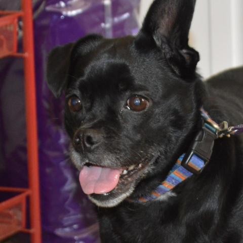 Adopt Beauty a Black Pekingese / Pug dog in Lyndhurst, VA (24688914)