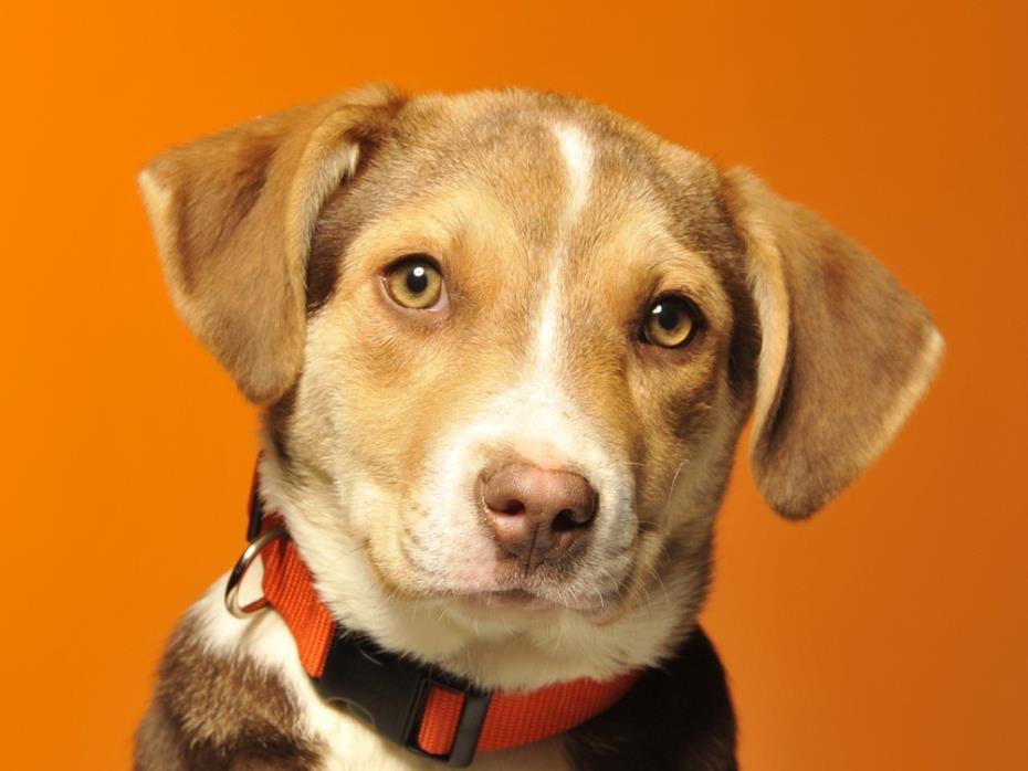Adopt Cocoa a Tricolor (Tan/Brown & Black & White) Beagle / Pug / Mixed dog in
