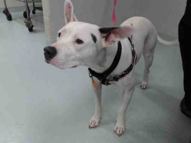 Adopt COCO a White American Pit Bull Terrier / Mixed dog in Pasadena