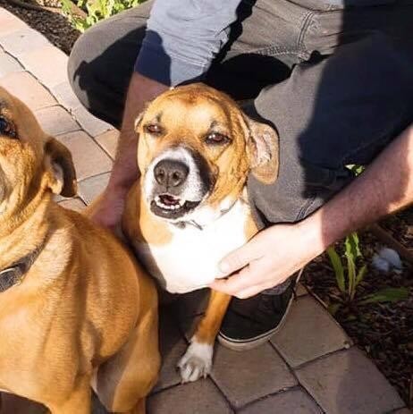 Adopt Dutchess, Duke a Boxer / Rhodesian Ridgeback / Mixed dog in Mesa