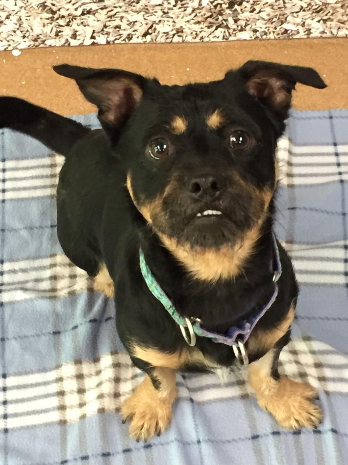 Adopt Max a Black - with Tan, Yellow or Fawn Border Terrier / Mixed dog in