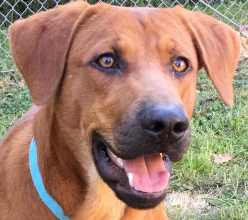 Adopt Bowser #11410 a Coonhound