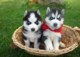 Charming female and male SiberianHusky puppies. back