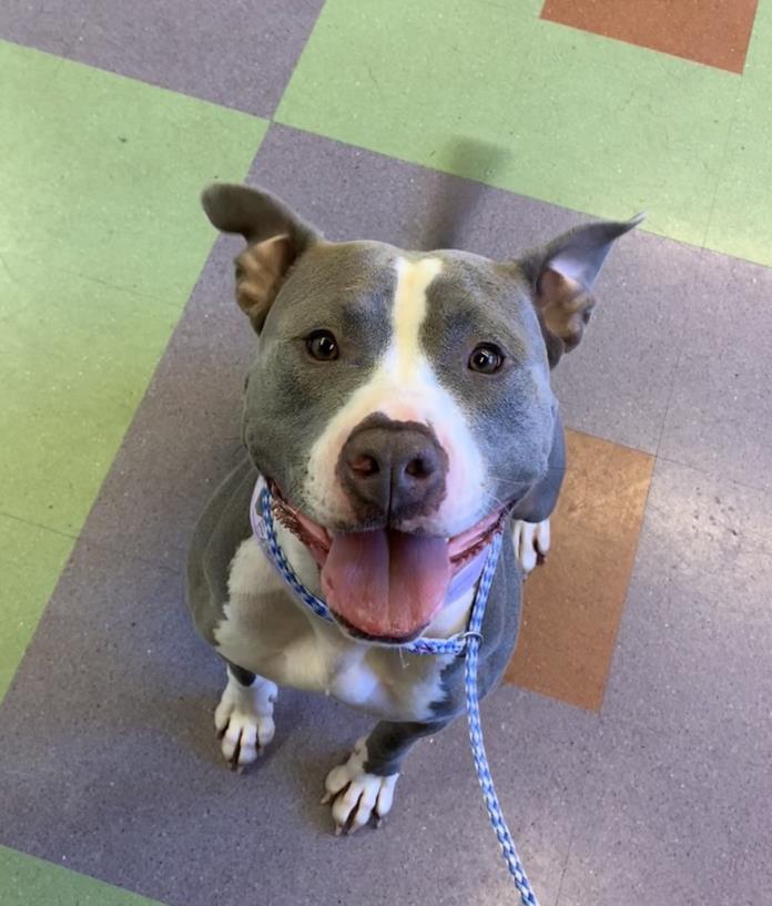 Adopt Ruckus a Gray/Silver/Salt & Pepper - with White American Pit Bull Terrier