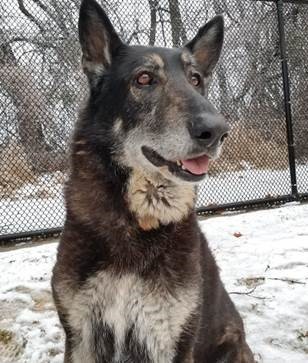 Adopt Keegan Adult BOY in search of a fireplace a German Shepherd Dog / Mixed