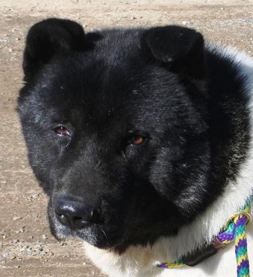 Adopt Magilla a Akita / Mixed dog in Romoland, CA (24629389)