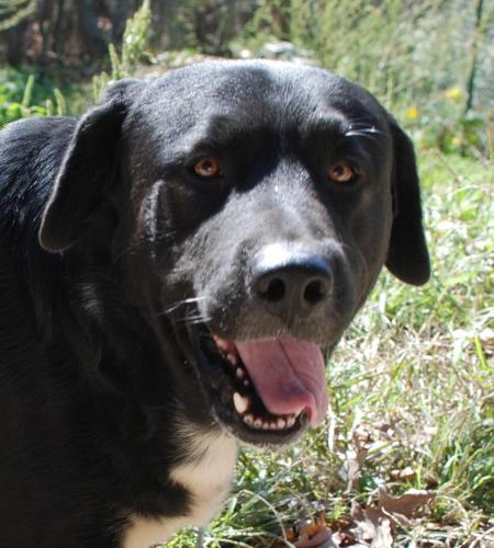 Adopt Jack a Labrador Retriever, German Shepherd Dog