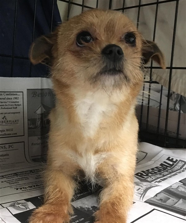 Adopt 19-03-0647 Tiny a Fox Terrier (Smooth) / Mixed dog in Dallas