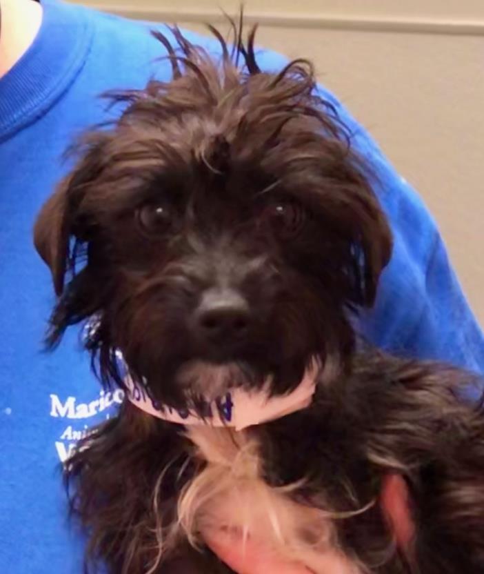 Adopt TULIP a Black - with White Poodle (Miniature) / Mixed dog in Chandler