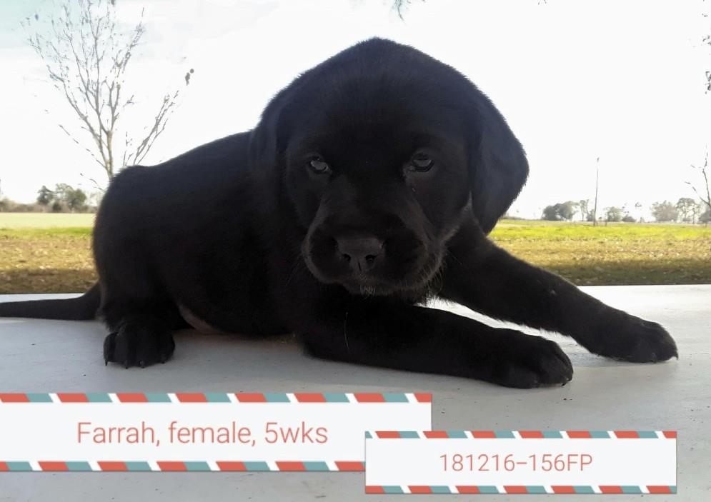 Adopt Farrah a Black Hound (Unknown Type) / Labrador Retriever / Mixed dog in