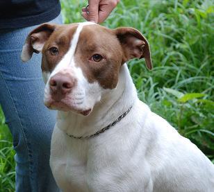 Adopt Chase a Labrador Retriever, American Staffordshire Terrier