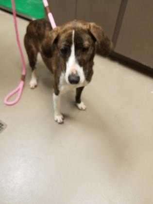 Adopt Bernadette a Brindle Plott Hound / Mixed dog in Alpharetta, GA (24623852)