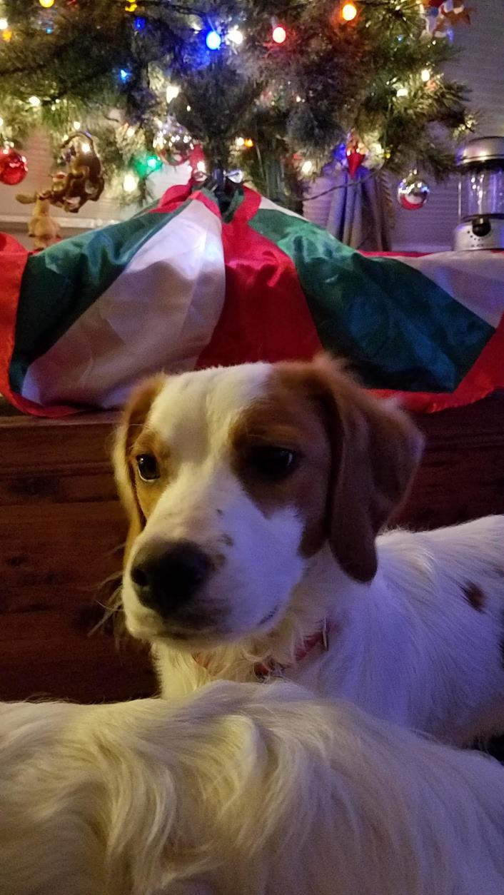 Adopt Duncan a Brittany Spaniel