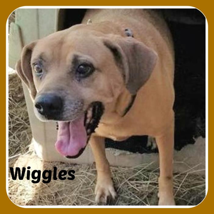 Adopt WIGGLES a German Shepherd Dog, Labrador Retriever