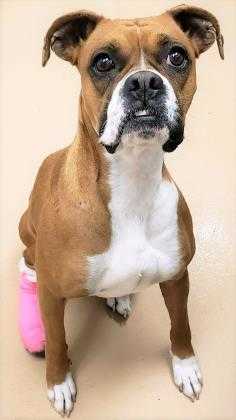 Adopt Lilly a Tan/Yellow/Fawn Boxer / Mixed dog in Phoenix, AZ (24839671)