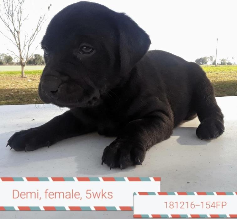Adopt Demi a Black Hound (Unknown Type) / Labrador Retriever / Mixed dog in