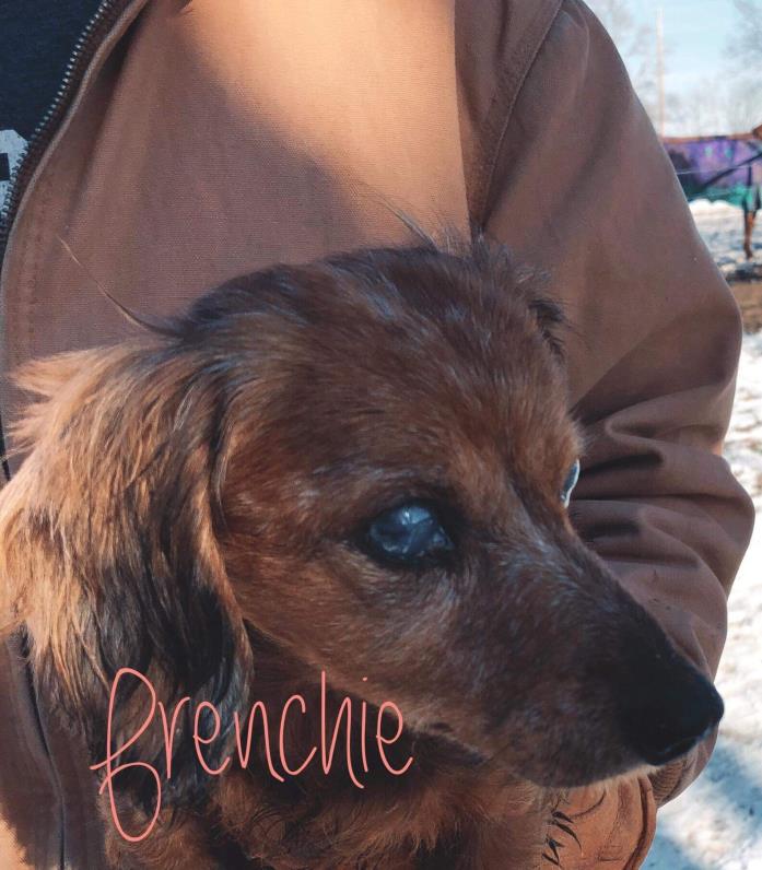 Adopt Frenchie a Dachshund