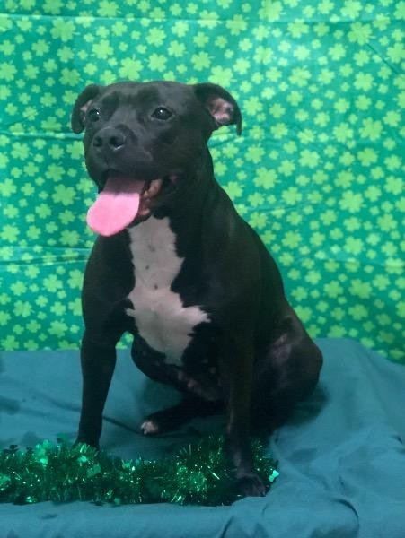Adopt SAIGE a Pit Bull Terrier / Mixed dog in Wintersville, OH (24624752)