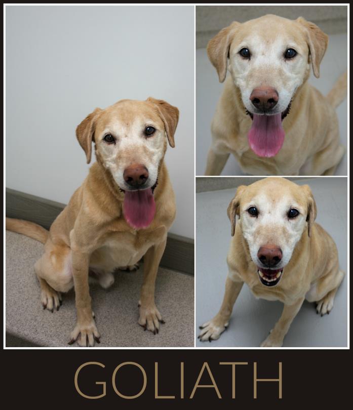 Adopt Goliath a Labrador Retriever