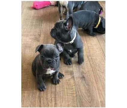 Qmcc Blue French Bulldog Puppies