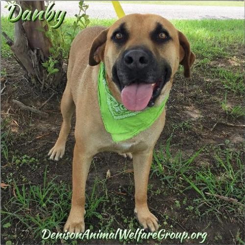 Adopt Danby a Black Mouth Cur / Mixed dog in Denison, TX (24275829)