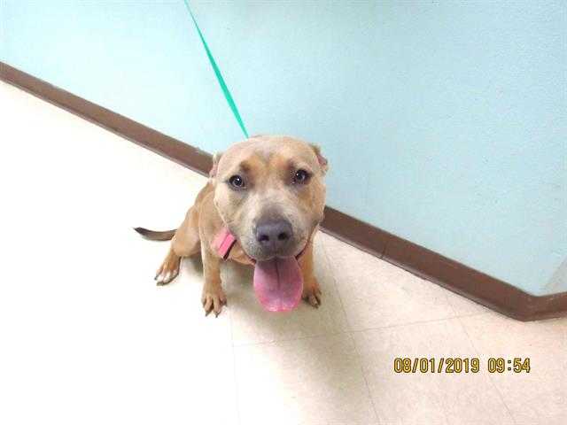Adopt *SIENNA a Brown/Chocolate American Pit Bull Terrier / Mixed dog in