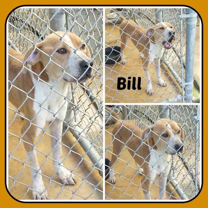 Adopt BILL a Tan/Yellow/Fawn - with White Treeing Walker Coonhound / Mixed dog