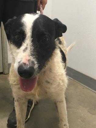 Adopt Kenji a White Airedale Terrier / Border Collie / Mixed dog in Lihue