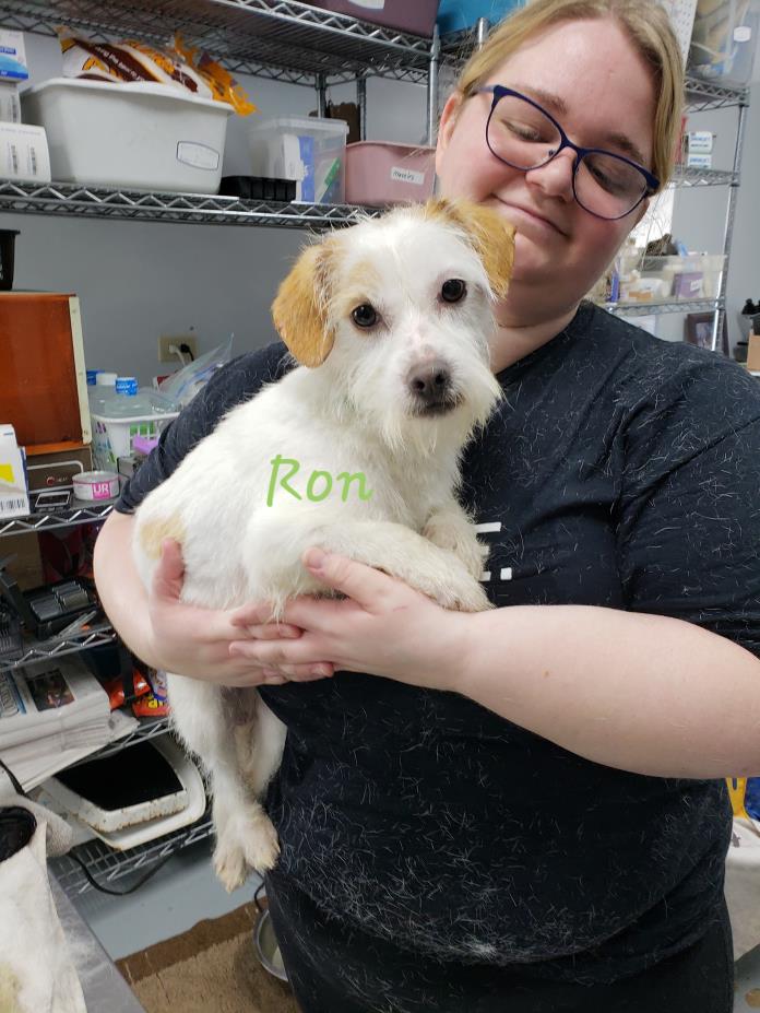 Adopt Ron a Parson Russell Terrier, Corgi