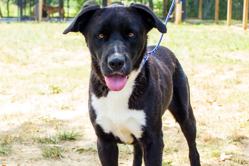 Adopt Happy a Black - with White Labrador Retriever / Mixed dog in Jasper