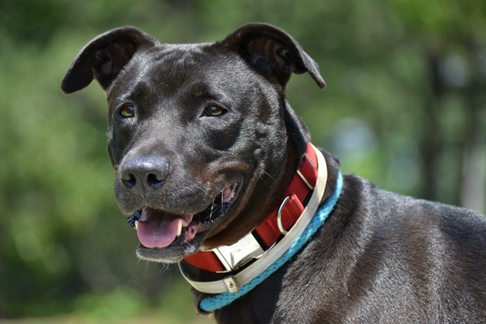 Adopt Maggie a Black Labrador Retriever / Mixed dog in Brookhaven, NY (17067452)