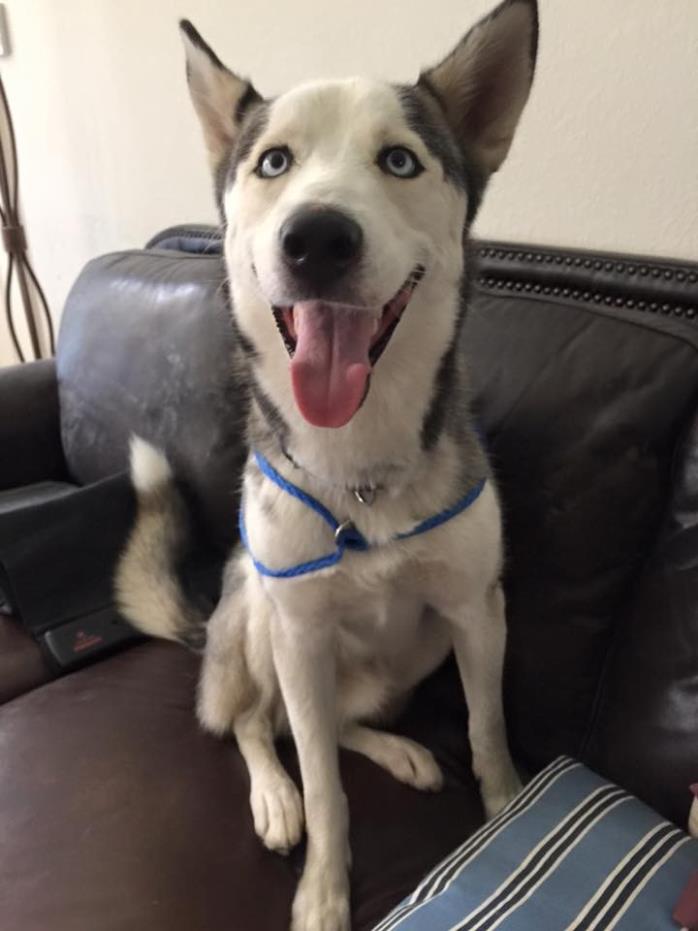Adopt Alexander a Black - with White Siberian Husky / Mixed dog in Sugar Land