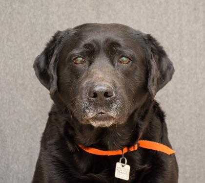 Adopt Bob a Black Labrador Retriever / Mixed dog in Hamilton, OH (24603469)