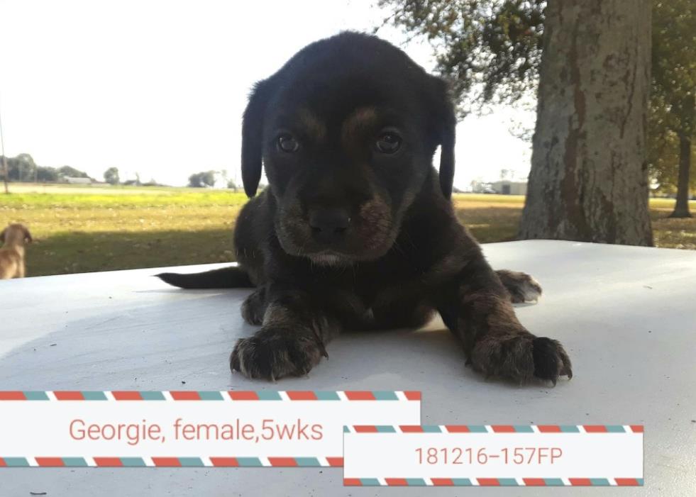 Adopt George a Black - with Tan, Yellow or Fawn Hound (Unknown Type) / Labrador