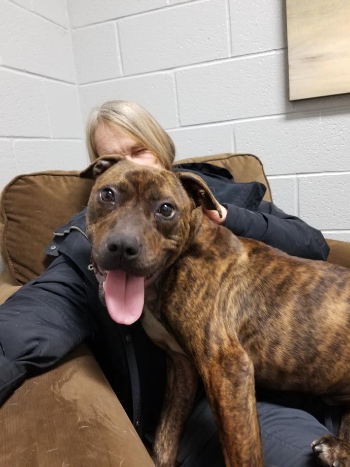 Adopt Knight a Brindle Pit Bull Terrier / Mixed dog in Henderson, NC (24282862)