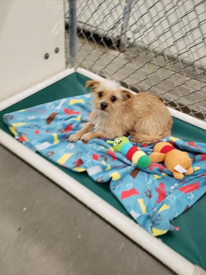 Adopt Tanner a Tan/Yellow/Fawn - with White Terrier (Unknown Type