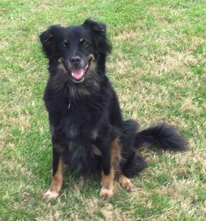Adopt Harley a Australian Shepherd