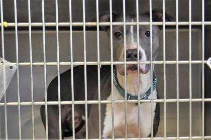 Adopt G26 1-15-19 a Gray/Blue/Silver/Salt & Pepper American Pit Bull Terrier /