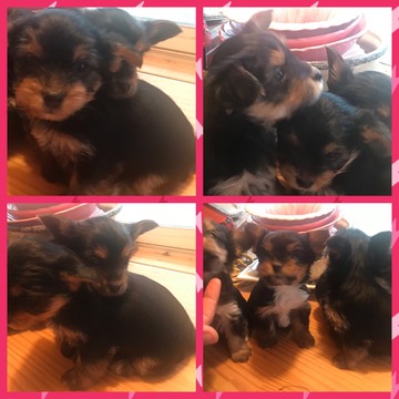Yorkshire Terrier PUPPY FOR SALE ADN-111126 - Teacup Yorkies