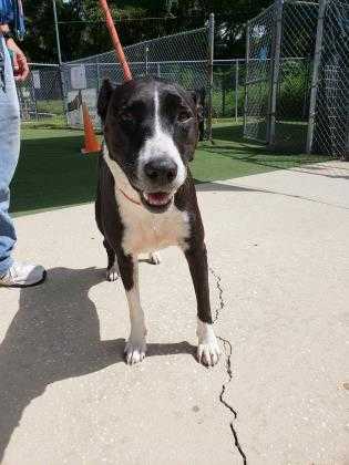 Adopt Sophia a Black Labrador Retriever / Mixed dog in Lakeland, FL (23176044)