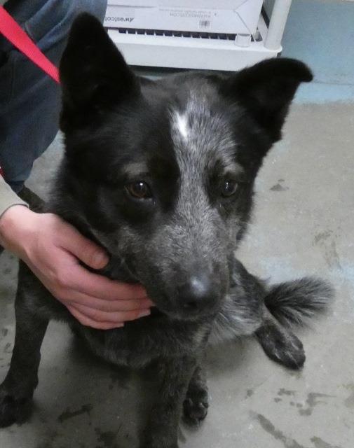 Adopt Hank a Australian Cattle Dog / Blue Heeler