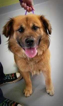 Adopt Chewie a Brown/Chocolate Chow Chow / Mixed dog in Greenwood, SC (24841875)