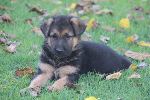 German Shepherd Dog PUPPY FOR SALE ADN-110503 - AKC German Shepherd Puppies